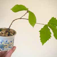 コナラ,コナラ,実生,小品盆栽の画像