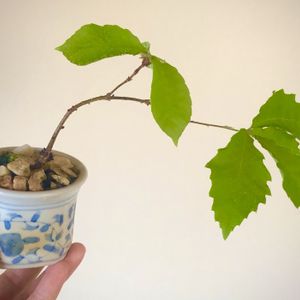 コナラ,コナラ,実生,小品盆栽の画像