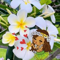 プルメリア,ハワイの花,白い花♡,プルメリア❤,❤️癒されての画像