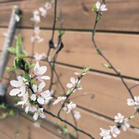 ユスラウメ,山桜桃(ゆすらうめ),ユスラウメ（梅桃）,庭木,手作りの庭の画像