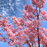アンズ,サトザクラ,陽光桜,ガーデニング,おうち園芸の画像