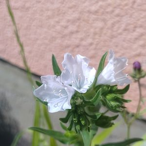 エキウム,エキウム ホワイトベッダー,種まき,花のある暮らし,癒しの植物の画像