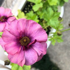 ラナンキュラス　ラックス,球根,開花,花のある暮らし,iPhone撮影の画像