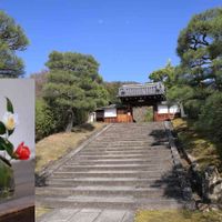 ツバキ,ミラーレス一眼,霊鑑寺,そうだ京都、行こう,椿の寺の画像