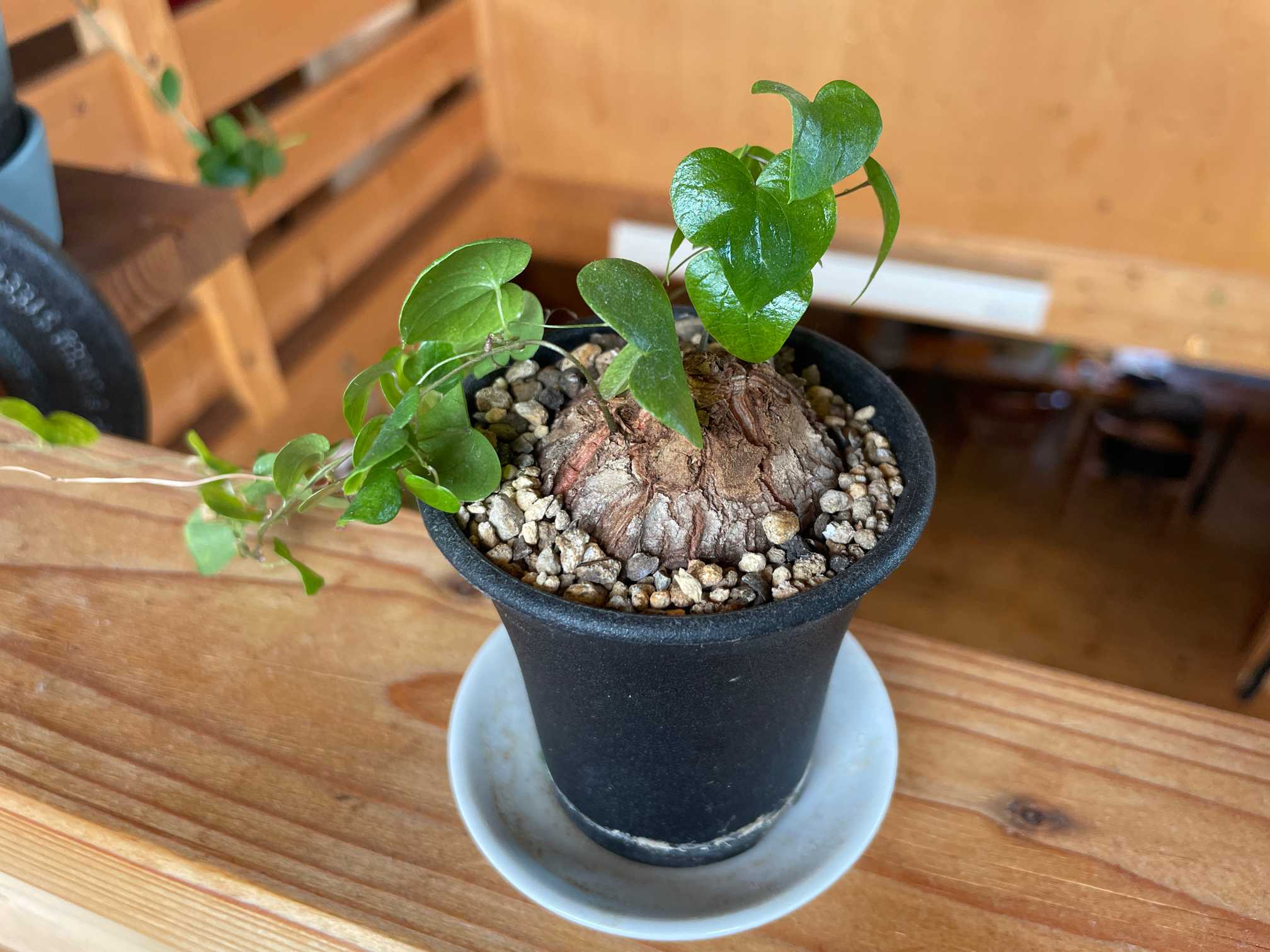 亀甲竜観察｜🍀GreenSnap（グリーンスナップ）