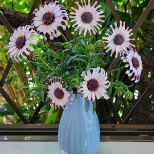 オスぺオスペルマム,切り花,花のある暮らし,お花は癒し,3年目の画像