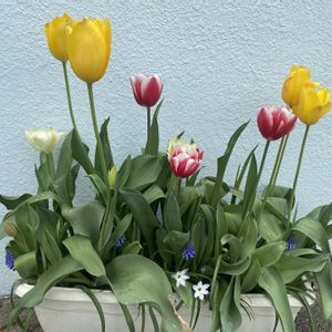 ハナニラ,チューリップ,チューリップ,ムスカリ,春の花の画像