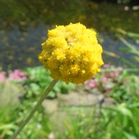 クラスペディア,お散歩,黄色い花,目黒川緑道の画像