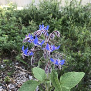 ハーブ,青い花,無農薬,無肥料,庭の画像
