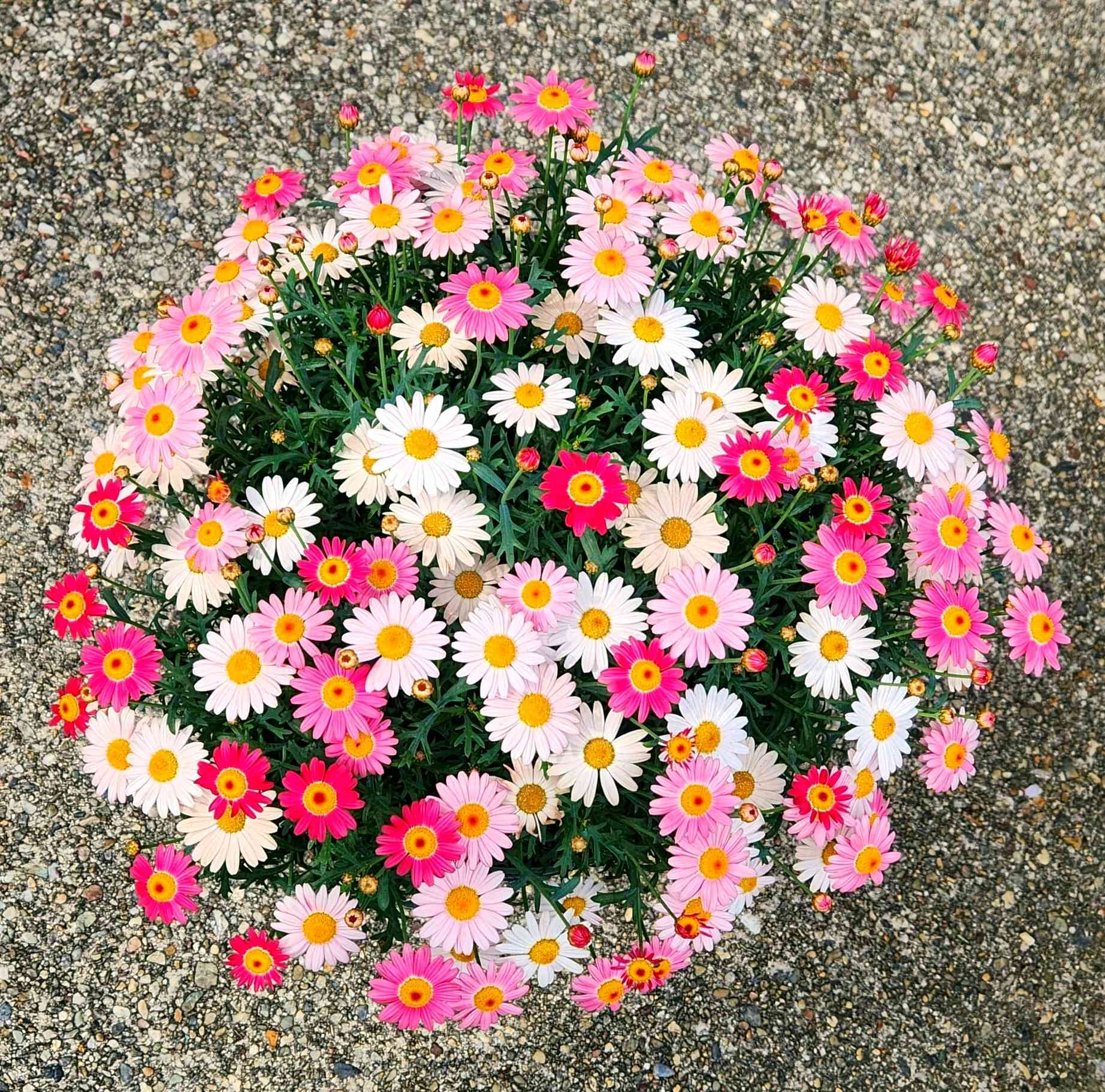 PW マーガレット ストロベリーホイップ はじめて育てました