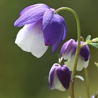 オダマキ,風鈴おだまき,フウリンオダマキ,山野草,紫の花の画像