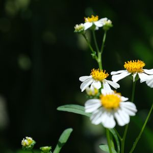 コセンダングサ,散歩道,雑草,白い花の画像
