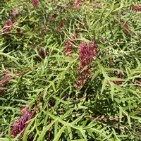 グレビレア,グレビレア  ブロンズランバー,グレビレア　ブロンズ　ランバー,オージー　プランツ,オーストラリアの画像