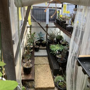 アデニウム,富貴蘭,ユーフォルビア,塊根植物,ミニ温室の画像