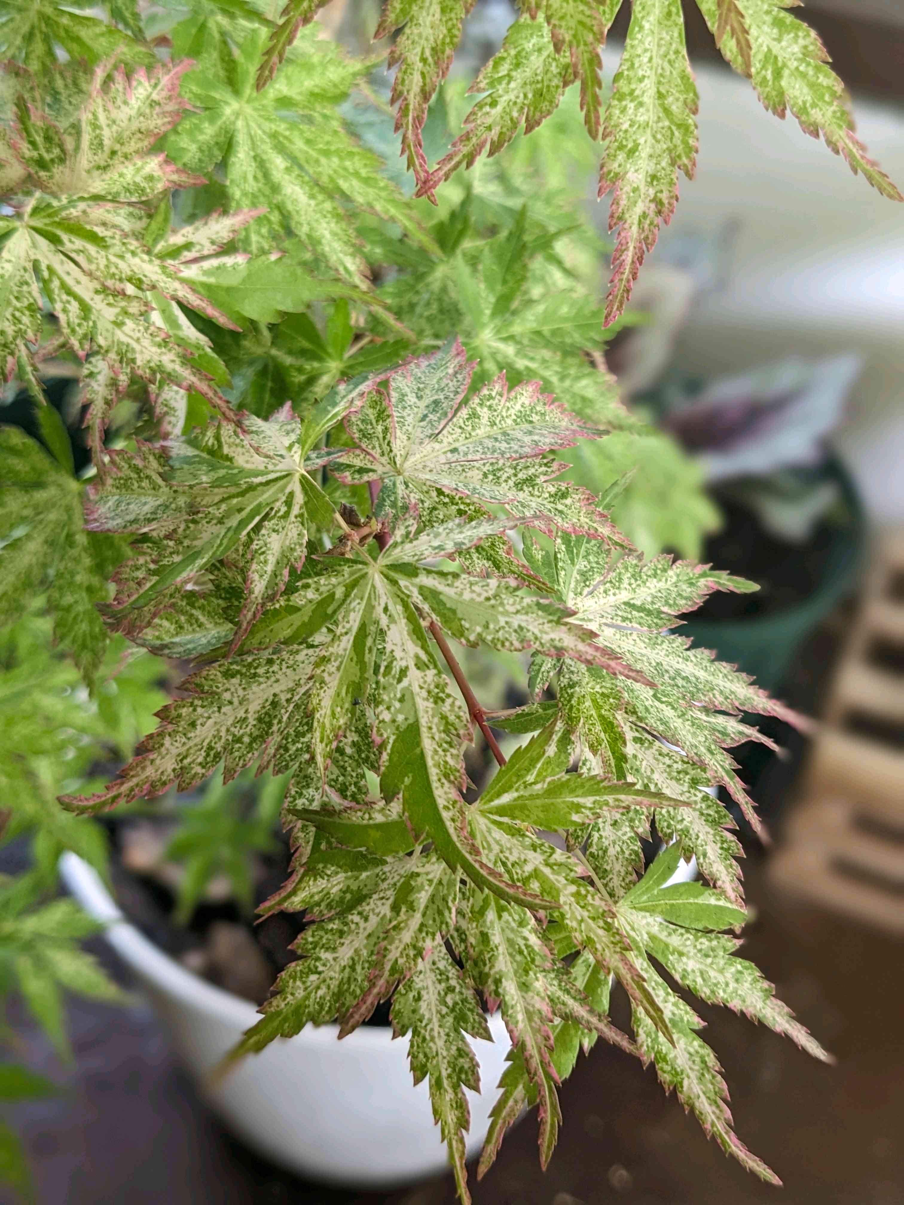 モミジの投稿画像 by 鳴無(おとなし)さん｜車庫とコハウチワカエデと