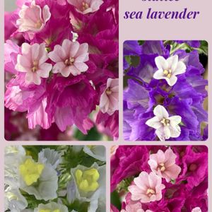 スターチス,切り花,白い花,紫の花,ピンクの花の画像