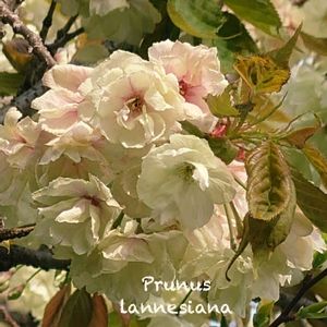 サクラ,鬱金桜,春のお花,はて？,お花見日和の画像