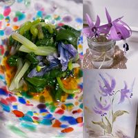 カタクリ,北海道,山菜,春の訪れ,春のお花の画像
