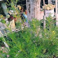 ジャーマンカモミール,キクラゲ,多肉植物,ハーブ,お庭の植物の画像