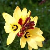 イキシア,イキシア   ヤリスイセン,花言葉,近所散歩,幸せの黄色いお花の画像