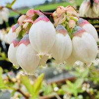 ブルーベリー,白い花,ツツジ科,花咲く乙女たち♡,愛の花♡の画像