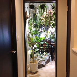 観葉植物,ジャングル,ジャングル化計画,その他部屋の画像