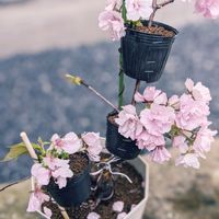 八重咲桜,盆栽,ミニ盆栽,挿し木,盆栽苗木の画像