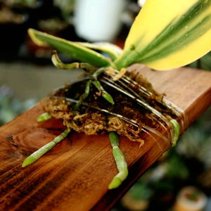 胡蝶蘭,胡蝶蘭,頂き物,カバ苗の画像