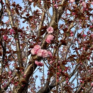 八重桜,ヤエザクラ,植栽,落葉高木,バラ科サクラ属の画像