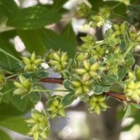 ユキヤナギ,花壇,ガーデニング,庭木,山野草の画像