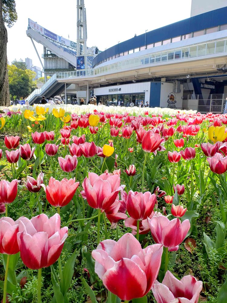 ポポラスさんの横浜公園への投稿