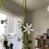 オリヅルラン,オリヅルラン,IKEA,観葉植物,DAISOの画像