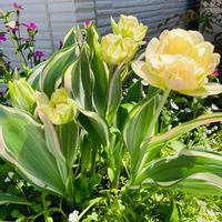 チューリップ,寄せ植え,ガーデニング,きれい,やっと咲いた〜♡の画像