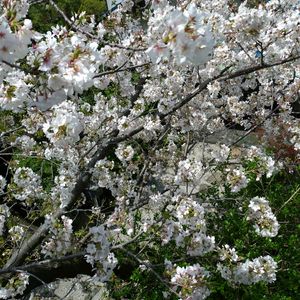 ソメイヨシノ,季節の花,お隣の庭,フェンスの画像