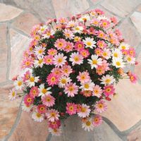 マーガレット,植物,お花,ピンクの花,花のある暮らしの画像