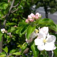 リンゴ,姫リンゴ アルプス乙女,花のある暮らし,庭の画像