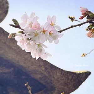 サクラ,ソメイヨシノ,タンポポ,さくら サクラ 桜,たんぽぽの画像