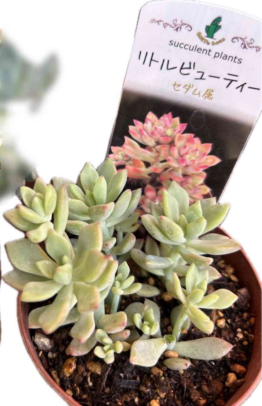 多肉植物　リトルビューティー 8カット　カット苗　セダム 多肉植物】 『リトルビューティー』 セダム属 いとうぐりーん