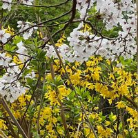 サクラ,レンギョウ,レンギョウ,さくら 桜 サクラ,今日のお花の画像