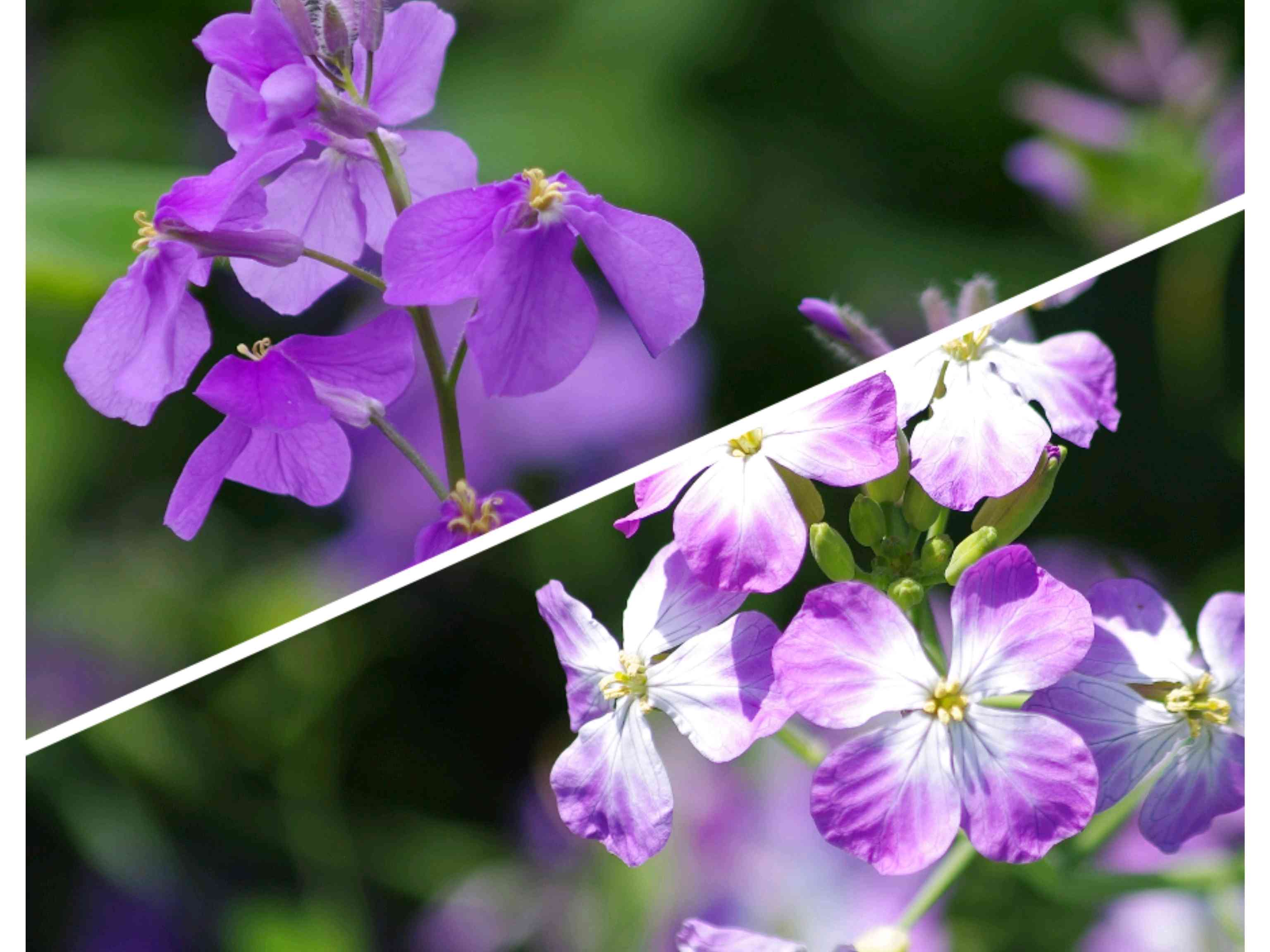 オオアラセイトウの投稿画像 by のんちゃんさん｜オオアラセイトウと