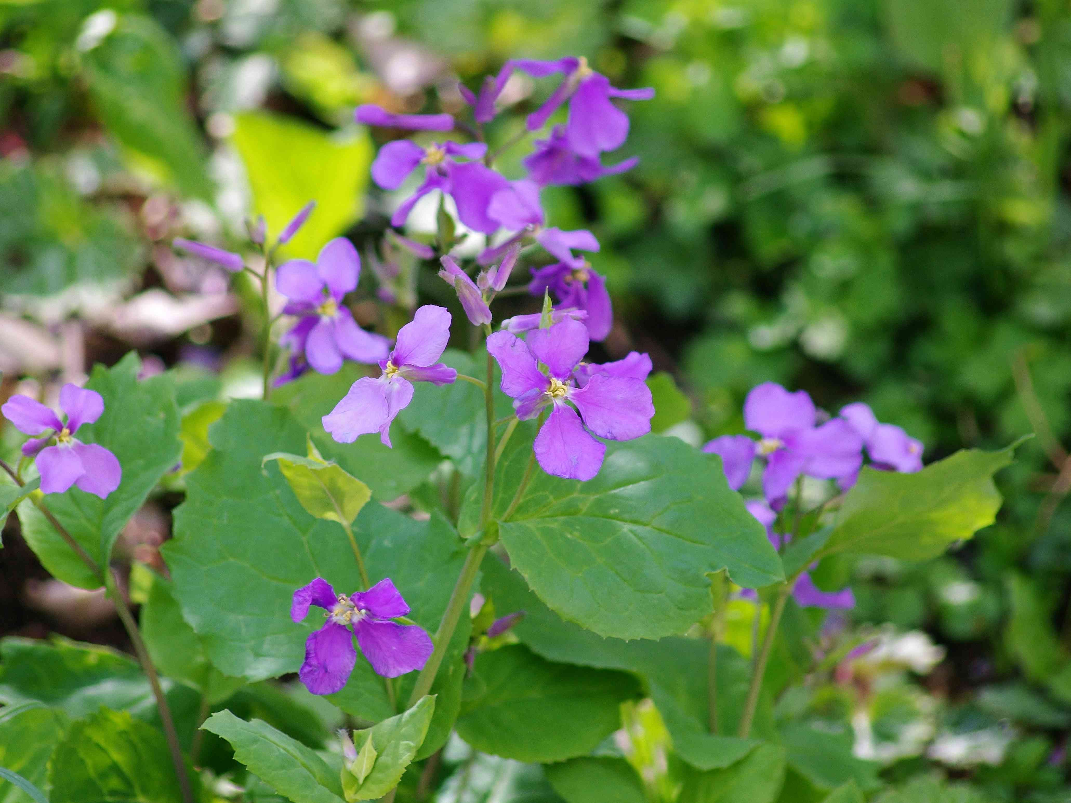 オオアラセイトウの投稿画像 by のんちゃんさん｜オオアラセイトウと