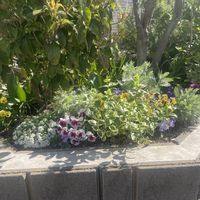 オリーブ,チューリップ,ペチュニア,ヤマボウシ,紫陽花の画像