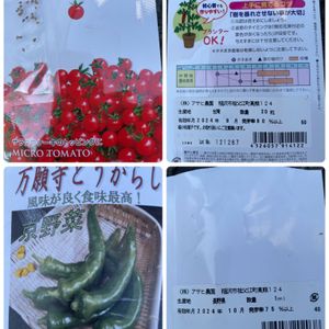 ダリア 黒蝶,#野菜遺産プロジェクト,種まき,北海道,野菜遺産の画像