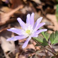 カタクリ,キクザキイチゲ,ゼンマイ,山野草,花のある暮らしの画像