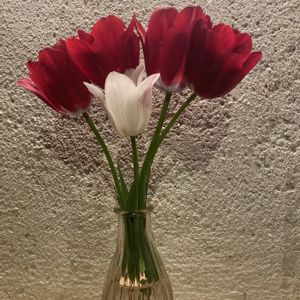 チューリップ,枝咲きチューリップ,赤い花,切り花,開花の画像