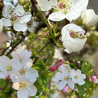 ナシ,リンゴ,美しい,爽やか,春を感じるの画像