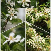 クチナシ,白い花,花のある暮らし,沖縄,自生植物の画像