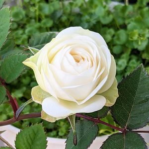 ミニバラ,ベランダガーデン,꒰ღ˘◡˘ற꒱かわゅ~,白いお花,初開花の画像