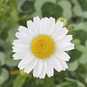 ノースポール,白い花,春爛漫！,種まきから育てる,庭の画像