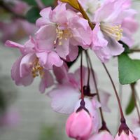 ハナカイドウ,花言葉,山野草,ピンクの花,花散歩の画像